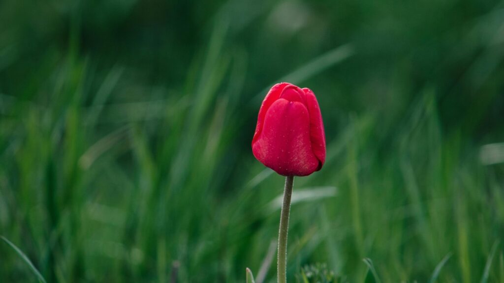 How Tanzania LinkedIn Bloggers Can Collaborate With Sweden Advertisers in 2025