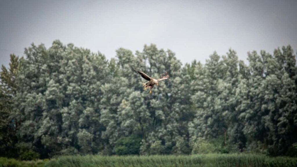 2025 Norway TikTok AllCategory Advertising Rate Card Tanzania Perspective