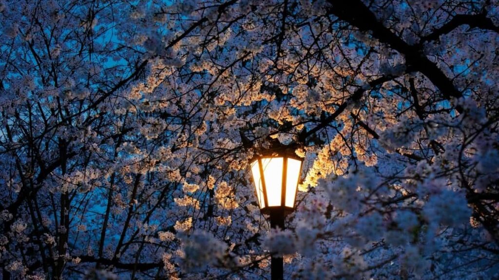 2025 Zambia Twitter AllCategory Advertising Rate Card Tanzania Guide