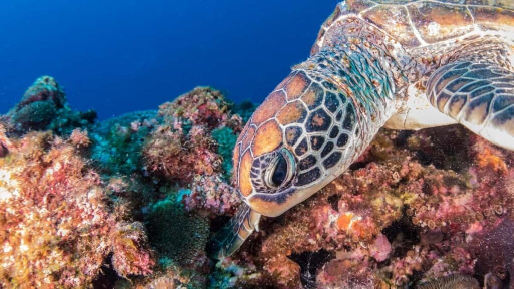 2025 Democratic Republic of the Congo Pinterest All-Category Advertising Rate Card Tanzania Perspective