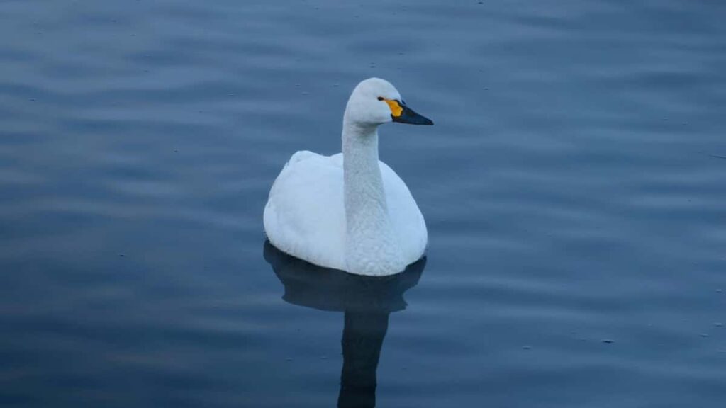 2025 Russia Telegram Advertising Rate Card Tanzania Perspective