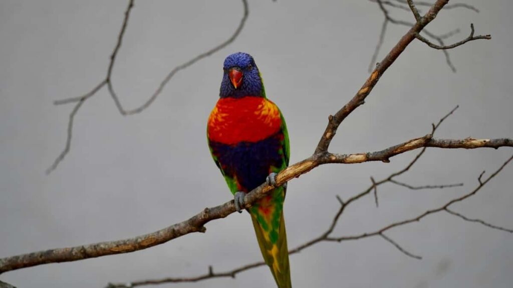 2025 Canada LinkedIn Advertising Rate Card Tanzania Perspective