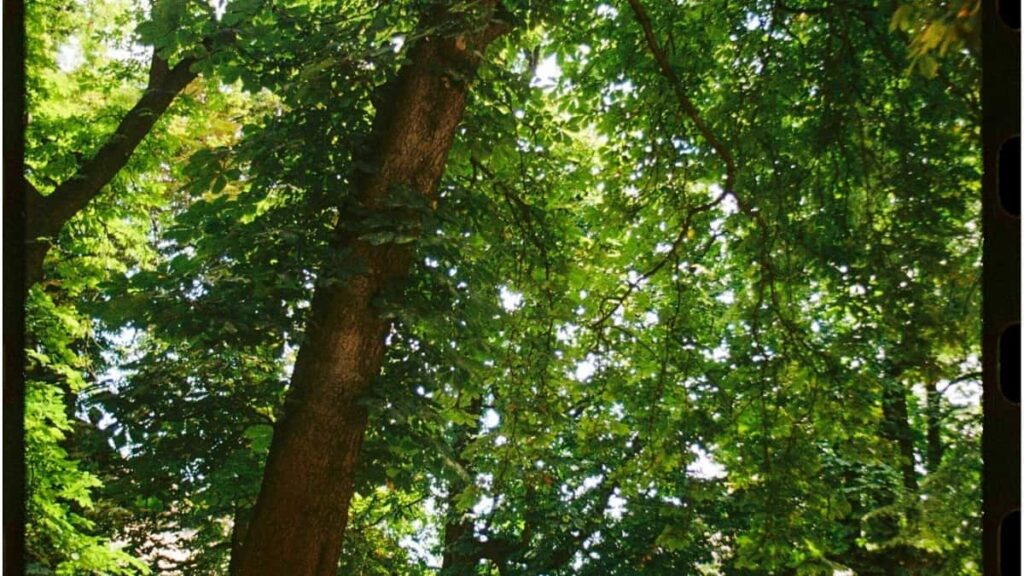 Bei Za Matangazo Pinterest DRC Kwa Tanzania Mwaka 2025