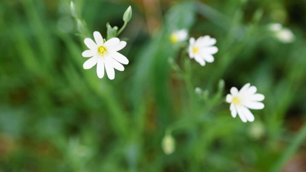 Bei za Matangazo ya WhatsApp Canada Mwaka 2025 Tanzania