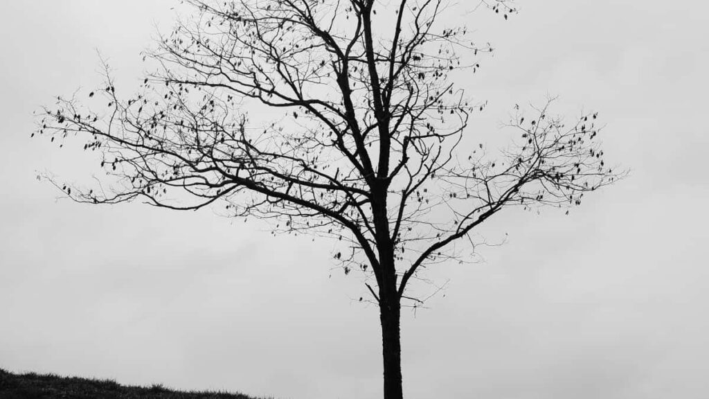 2025 Uganda Twitter Matangazo Bei Kwa Tanzania Soko