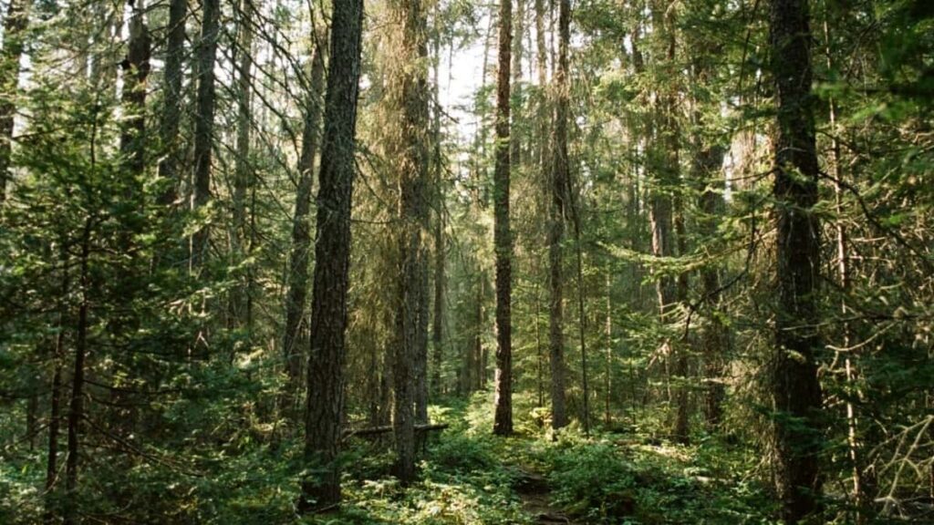 Bei za Matangazo TikTok Canada 2025 kwa Watanzania