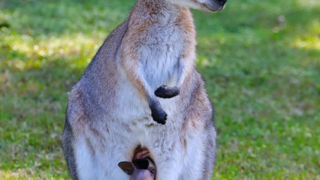 Bei za Matangazo Instagram Zambia 2025 Tanzania Soko