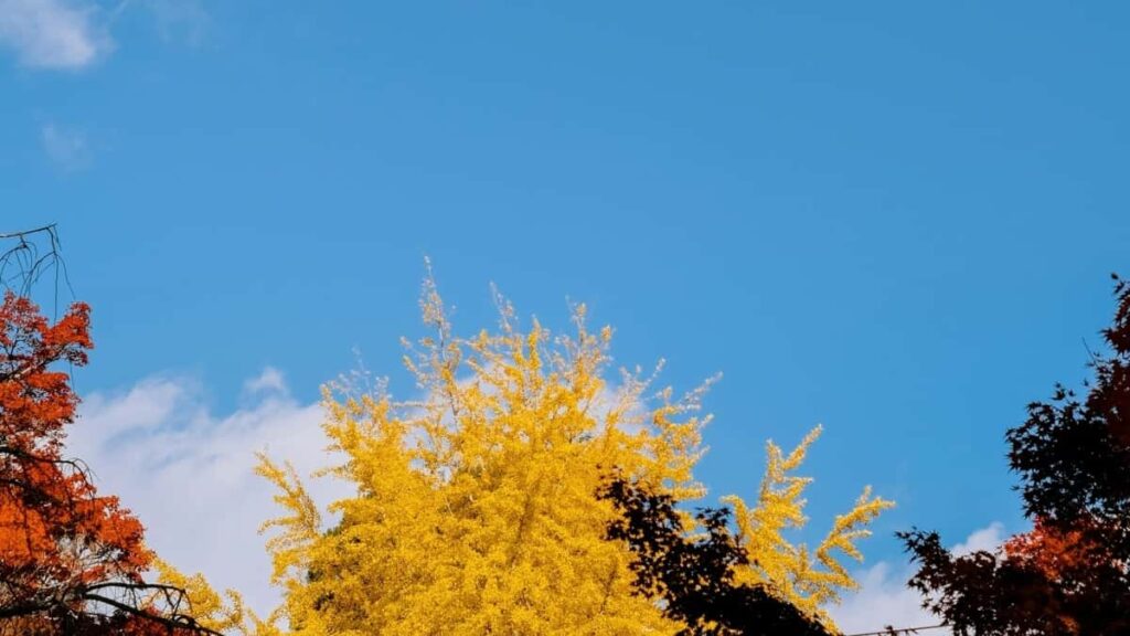 Bei za Matangazo Pinterest Umoja wa Falme za Kiarabu 2025 kwa Tanzania