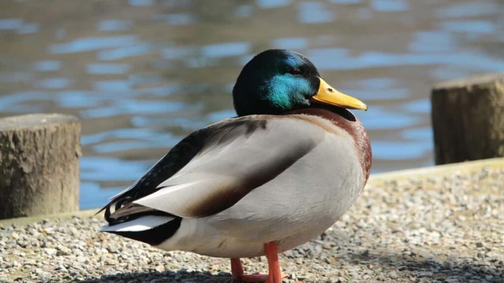 Bei Za Matangazo Za Twitter Uganda 2025 Kwa Tanzania