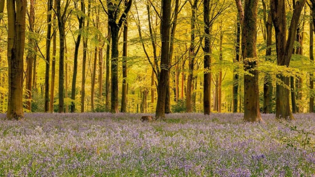 Bei za Matangazo ya Facebook Saudi Arabia 2025 Tanzania