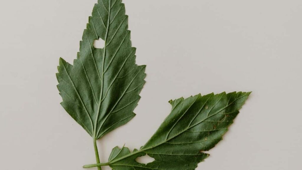 Bei za Matangazo WhatsApp China 2025 Tanzania kwa Wafanyabiashara