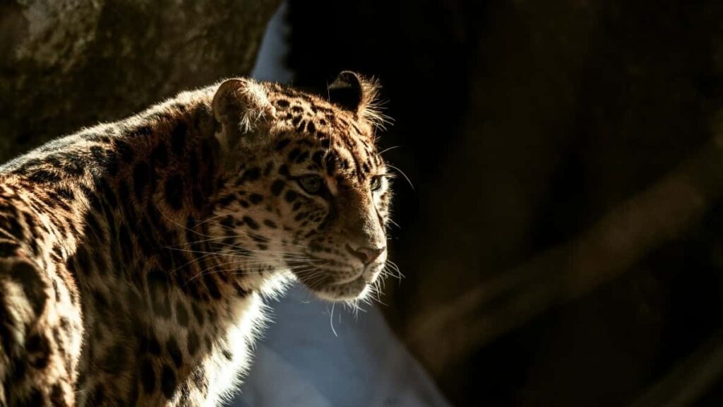 Bei Zaidi Za Matangazo Ya TikTok Zambia Mwaka 2025 Kwa Tanzania