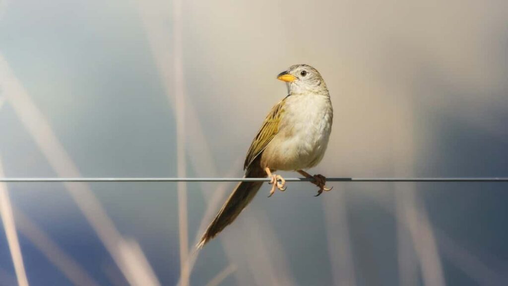 Bei za Matangazo TikTok 2025 nchini Turkey kwa Tanzania