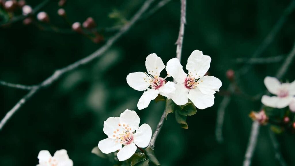 Bei Za Matangazo Ya Pinterest Japan 2025 Kwa Tanzania
