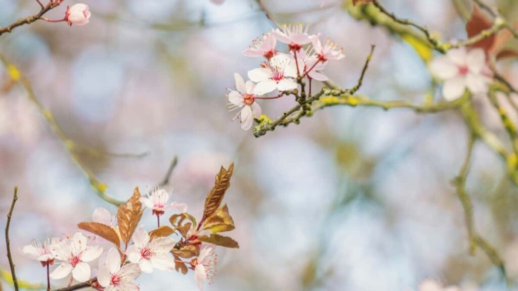 Bei za Matangazo TikTok Emirate 2025 kwa Tanzania