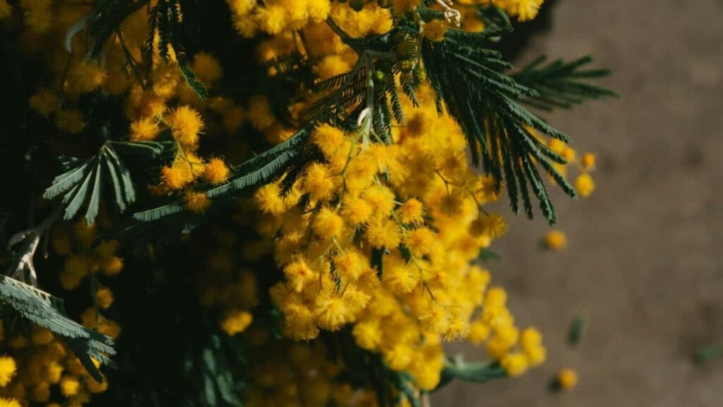 2025 Zambia Facebook Uainishaji Matangazo Kwa Kategoria Zote