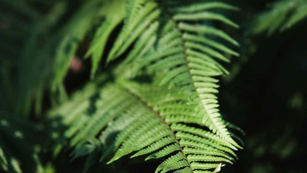 Bei za Matangazo Telegram Uingereza 2025 kwa Tanzania