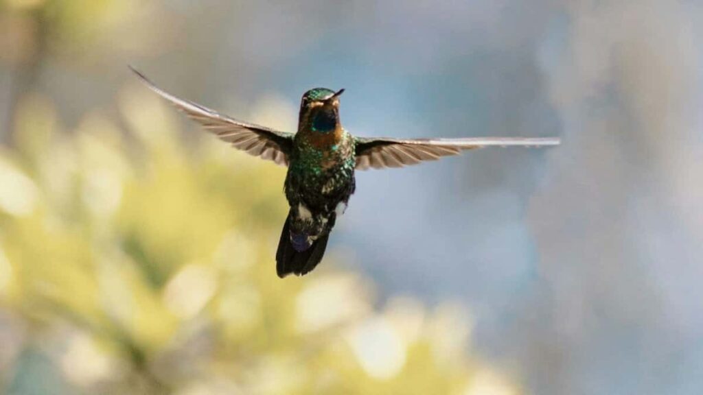 Bei za Matangazo Facebook Brazil 2025 Kwa Soko Tanzania