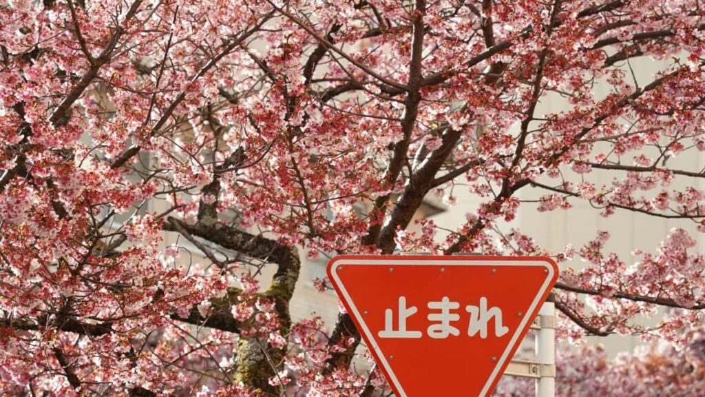 Bei za Matangazo YouTube Netherlands 2025 Tanzania Soko