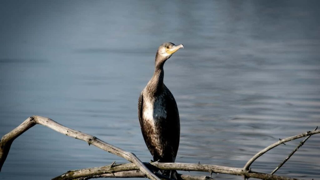 Bei za Matangazo Whatsapp Saudi Arabia 2025 Tanzania Mwongozo