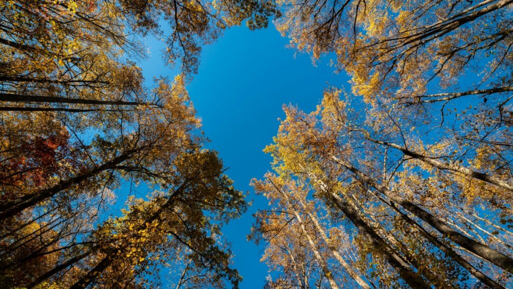 Jifunze jinsi watangazaji Tanzania wanavyoweza kutumia Kuaishou Ethiopia kuendesha vlog za influencer na kuongeza ufanisi wa brand zao.