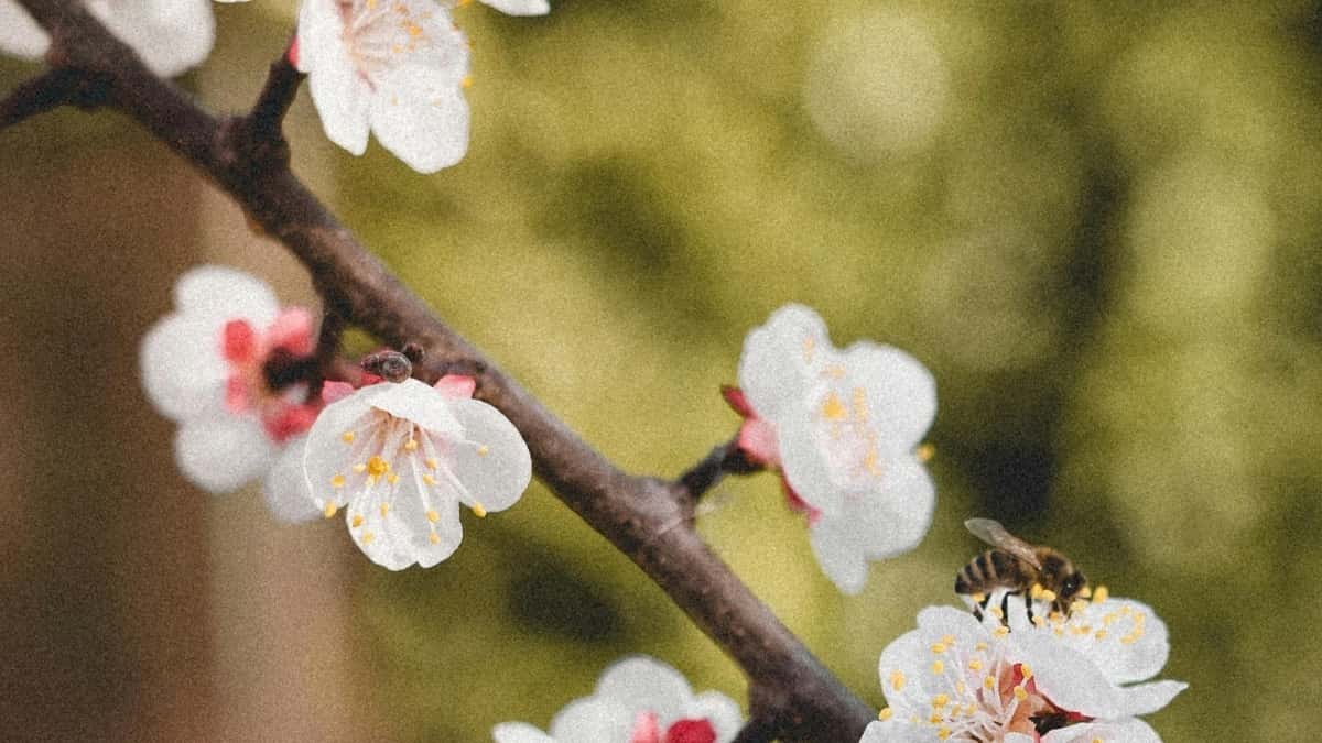 Wajasiriamali wa TikTok Chile: Njia za Kujiunga na Ushirikiano wa Brand na Kupata Mafanikio