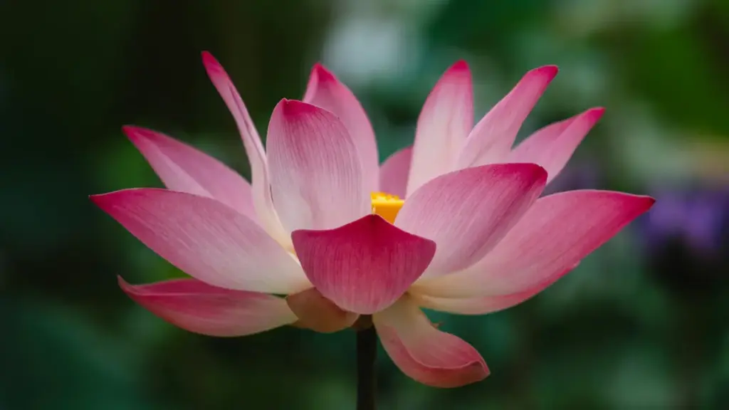 "Mwongozo wa hatua kwa hatua kwa wauzaji wa Tanzania: jinsi ya kupata na kuajiri creators wa Pinterest kutoka Venezuela kwa kuongeza mtandao wa waathiriwa."