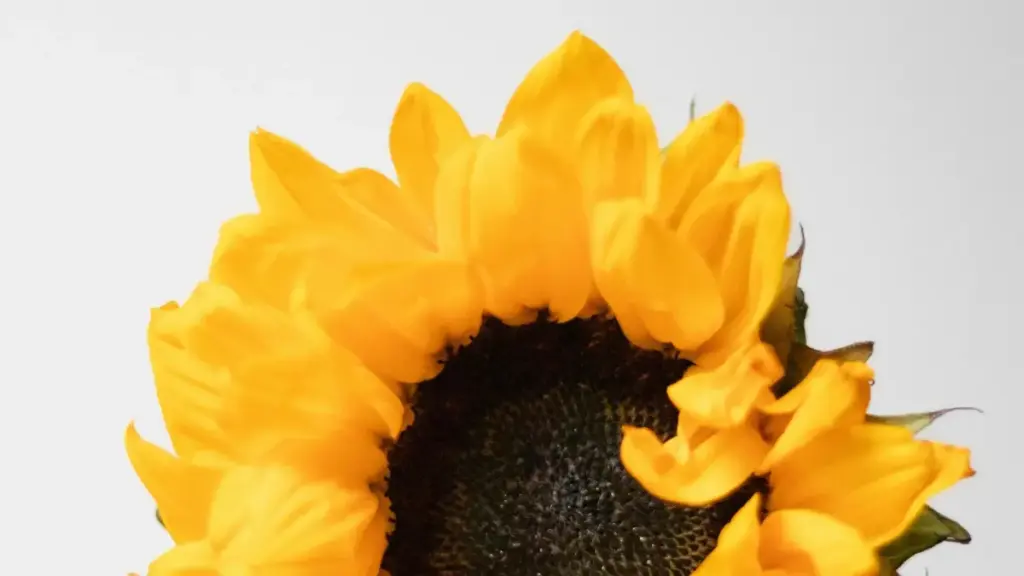 Jifunze mbinu za kufikia brand za Venezuela kwenye Hulu na kujenga uaminifu kwa watoaji sponsorship kwa njia ya kisasa.