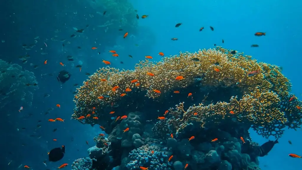 Jifunze mbinu za kipekee za kufikia brand za Iraq Lazada na kuunda video za ushuhuda zinazovutia.