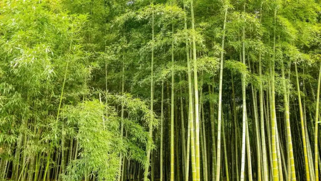 Jifunze mbinu mahiri za kupata waumbaji wa WeChat Ireland kwa majaribio ya bidhaa mpya.