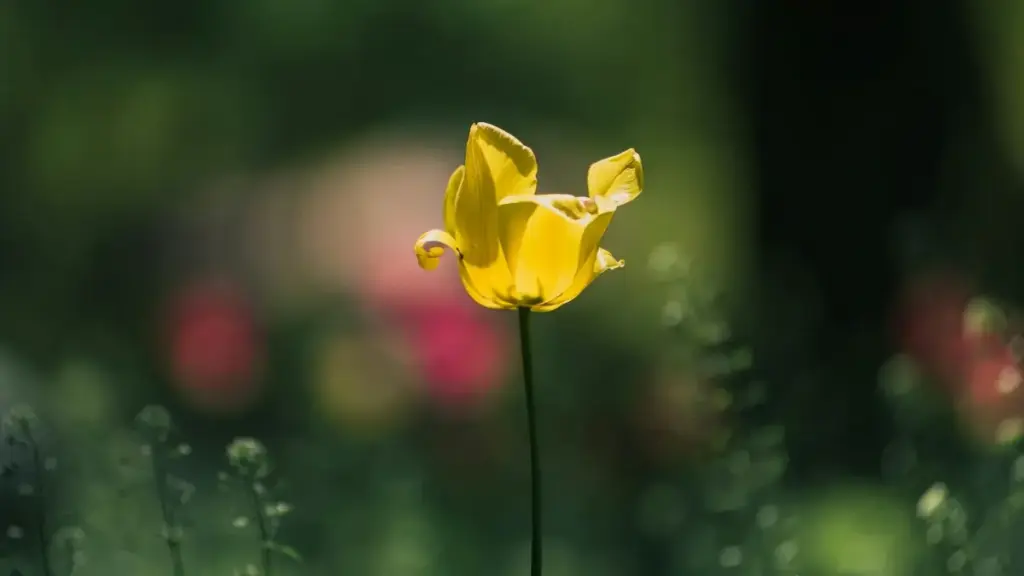 "Uchanganuzi wa watazamaji wa creators kwenye Roposo — ni nani wanaotazama, wanachotaka, na jinsi chapa za Tanzania zinavyoweza kujiweka mbele kwa UGC na uaminifu."
