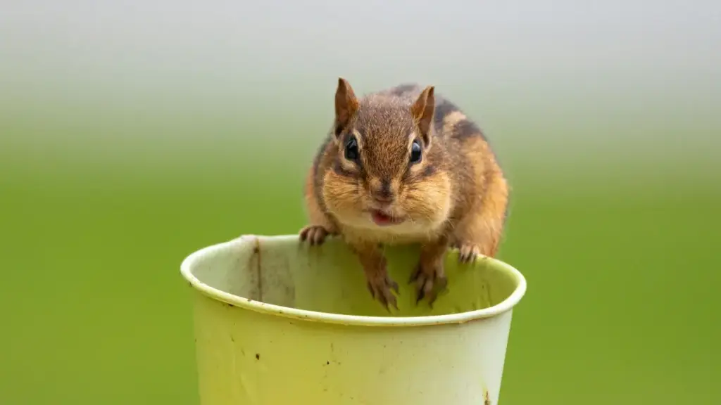 Mwongozo wa vitendo kwa waundaji wa Tanzania: jinsi ya kutafuta, kuwasiliana na kushawishi brand za Bangladesh kwenye Viber ili kupata nafasi za kuwa brand ambassador.