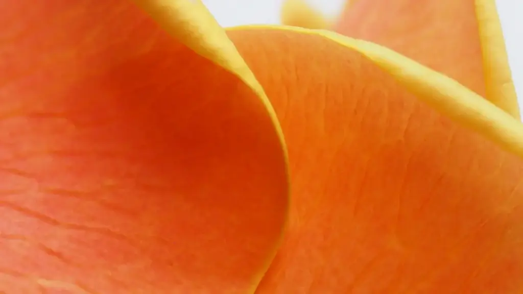 Mwongozo wa vitendo kwa wauzaji Tanzania: jinsi ya kutafuta, kuchuja na kuwasiliana na Panama Moj creators ili kufikia hadhira za niche kwa gharama nafuu.