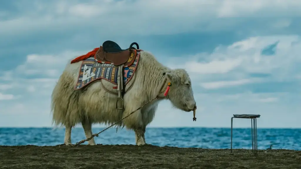 Mwongozo wa hatua kwa waundaji Tanzania: jinsi ya kuwafikia na kupata uaminifu kutoka kwa brand za Ugiriki kwenye Etsy ili kuvutia sponsors.