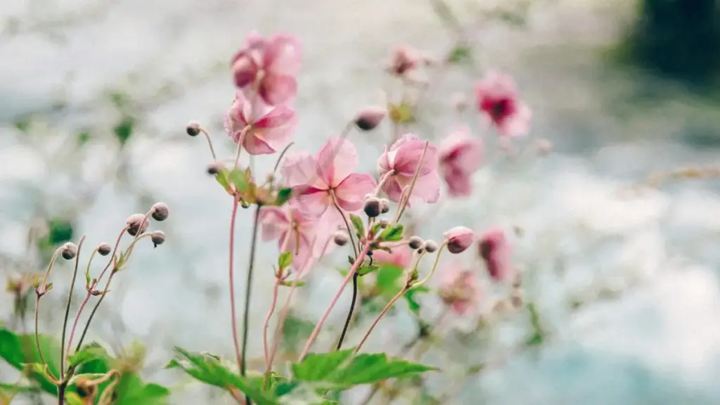 Mwongozo wa vitendo kwa waundaji Tanzania: jinsi ya kutafuta, kuwasiliana na brand za Mexico kupitia KakaoTalk ili kupata ushirikiano wa review za hoteli kwa sponsored content.