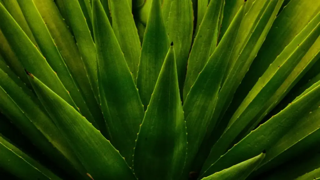 Mwongozo wa BaoLiba kwa watangazaji Tanzania: hatua halisi za kupata creators wa Czech Republic walio kwenye Hulu kwa kampeni za esports, mikakati ya uuzaji, na jinsi ya kuwartisha ushirikiano.