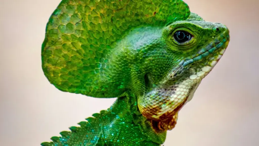 Njia za vitendo za kufikia makampuni ya Paraguay kupitia Snapchat, mikakati ya localized content, na vidokezo vya kuongeza nafasi ya kushirikiana kama creator kutoka Tanzania.