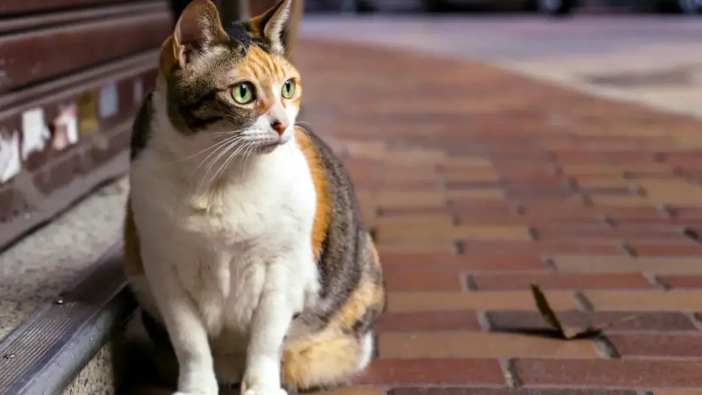 Mwongozo wa vitendo kwa wadau Tanzania: jinsi ya kutafuta creators wa Viber nchini China, kuwasiliana nao, na kupeleka PR packages kwa usalama na ufanisi.