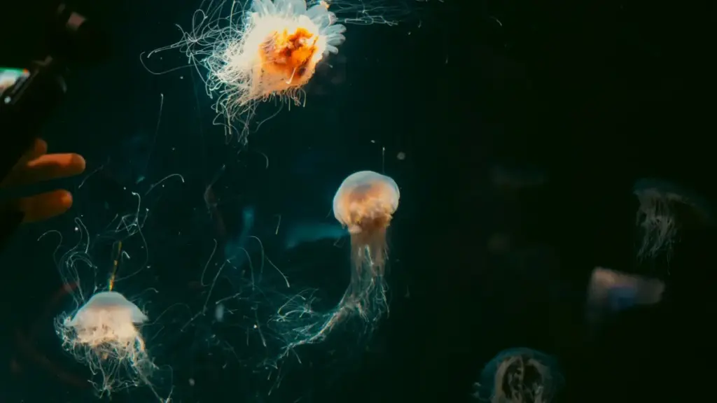 Njia halisi za kupata na kuwasiliana na créateurs wa Douyin/ TikTok wanaohusiana na Dominican Republic ili kuendesha mauzo ya duka la mtandao kutoka Tanzania.