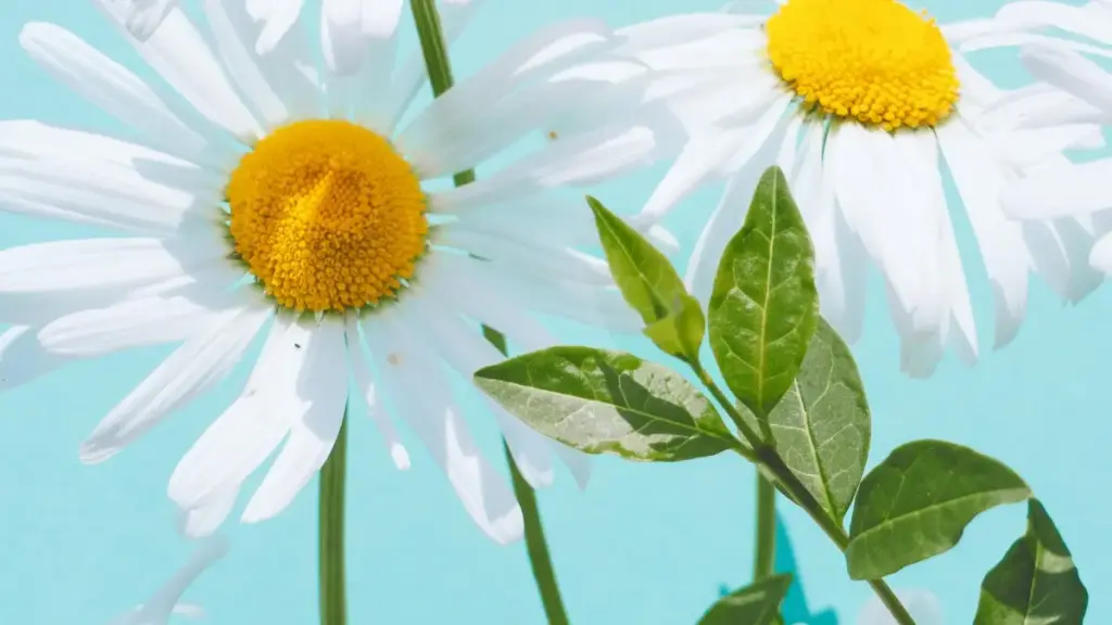 Mwongozo wa hatua kwa hatua kwa watangazaji Tanzania: jinsi ya kutafuta, kuchagua na kushirikiana na creators kwenye Lazada kwa uzinduzi wa bidhaa za beauty.