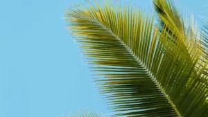 Mwongozo wa vitendo kwa waundaji Tanzania: jinsi ya kuwasiliana na chapa za Türkiye kupitia Apple Music, kuwasilisha faida za bidhaa kwa uwazi, na kutumia playlists, PR, na data za kusukuma biashara.