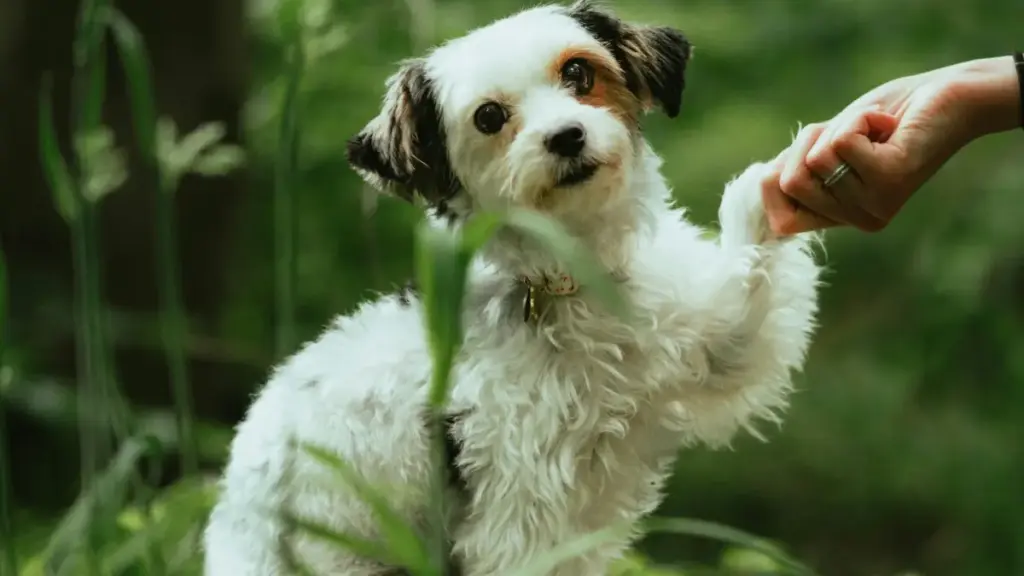 Jinsi waundaji wa Tanzania wanaweza kuwafikia na kushirikiana na brand za Colombia kwenye Xiaohongshu ili kupata hadhira mpya; mikakati ya content, seeding, na usuluhishi wa kitamaduni.