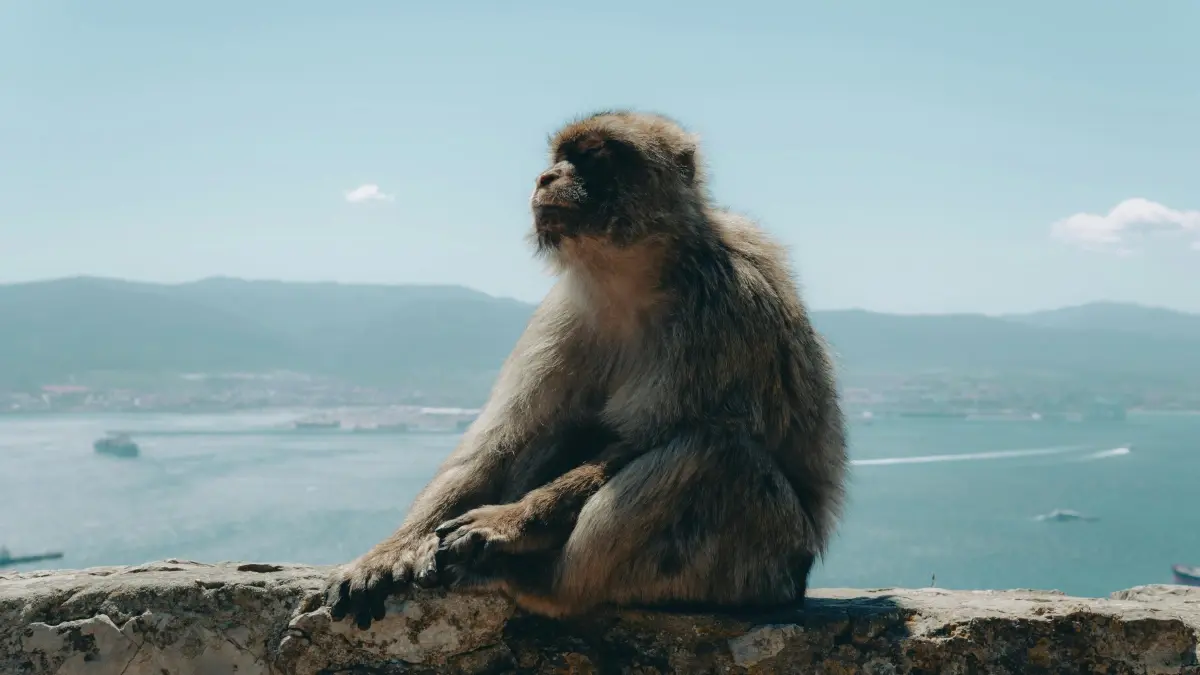 Advertisers TZ: Kupata HBO Max creators Belgium kwa test