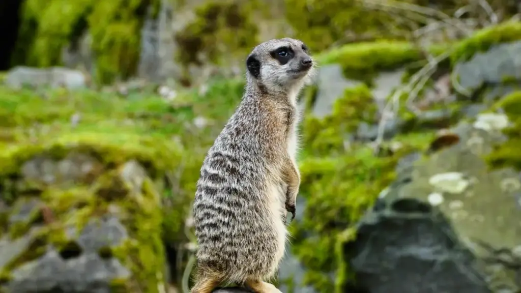 Mwongozo wa vitendo kwa wauzaji Tanzania: jinsi ya kutafuta na kushirikiana na creators wa Lazada South Africa ili kuongeza installs za APP.