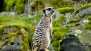 Mwongozo wa vitendo kwa wauzaji Tanzania: jinsi ya kutafuta na kushirikiana na creators wa Lazada South Africa ili kuongeza installs za APP.