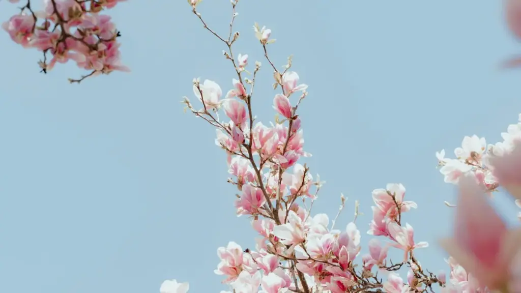 Mkakati wa namna ya kumfikia brand za Costa Rica kwenye Lazada ili kuongeza nafasi za ushirikiano — mwongozo wa hatua kwa hatua kwa creators Tanzania.