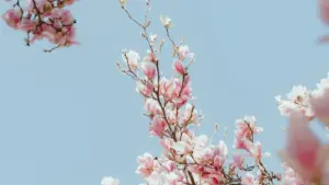 Mkakati wa namna ya kumfikia brand za Costa Rica kwenye Lazada ili kuongeza nafasi za ushirikiano — mwongozo wa hatua kwa hatua kwa creators Tanzania.