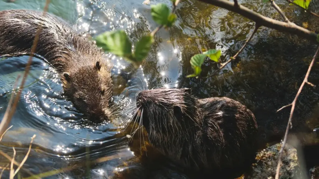 Mwongozo wa hatua kwa hatua kwa creators wa Tanzania: jinsi ya kutafuta, kuwasiliana na brand za Italy kwenye Moj, kujenga pitch ya micro-seeding, na kuonyesha KPI za kweli ili kupata nafasi.