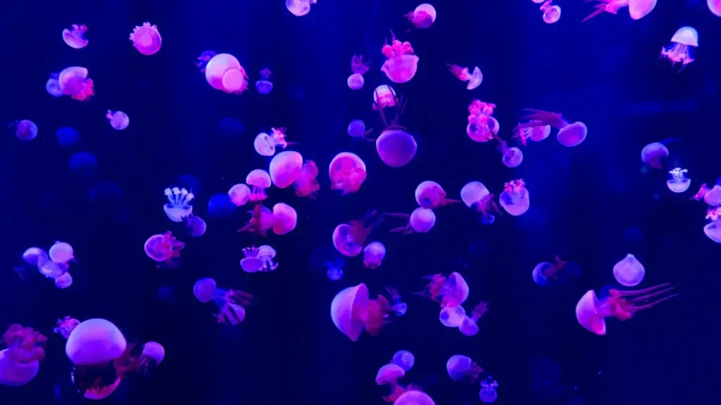 Mwongozo wa hatua kwa hatua kwa creators wa Tanzania: jinsi ya kuwafikia brand za Estonia kwenye Facebook, kuunda content ya fitness yenye brand na kufunga mikataba.