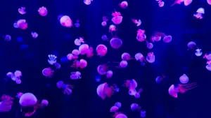 Mwongozo wa hatua kwa hatua kwa creators wa Tanzania: jinsi ya kuwafikia brand za Estonia kwenye Facebook, kuunda content ya fitness yenye brand na kufunga mikataba.